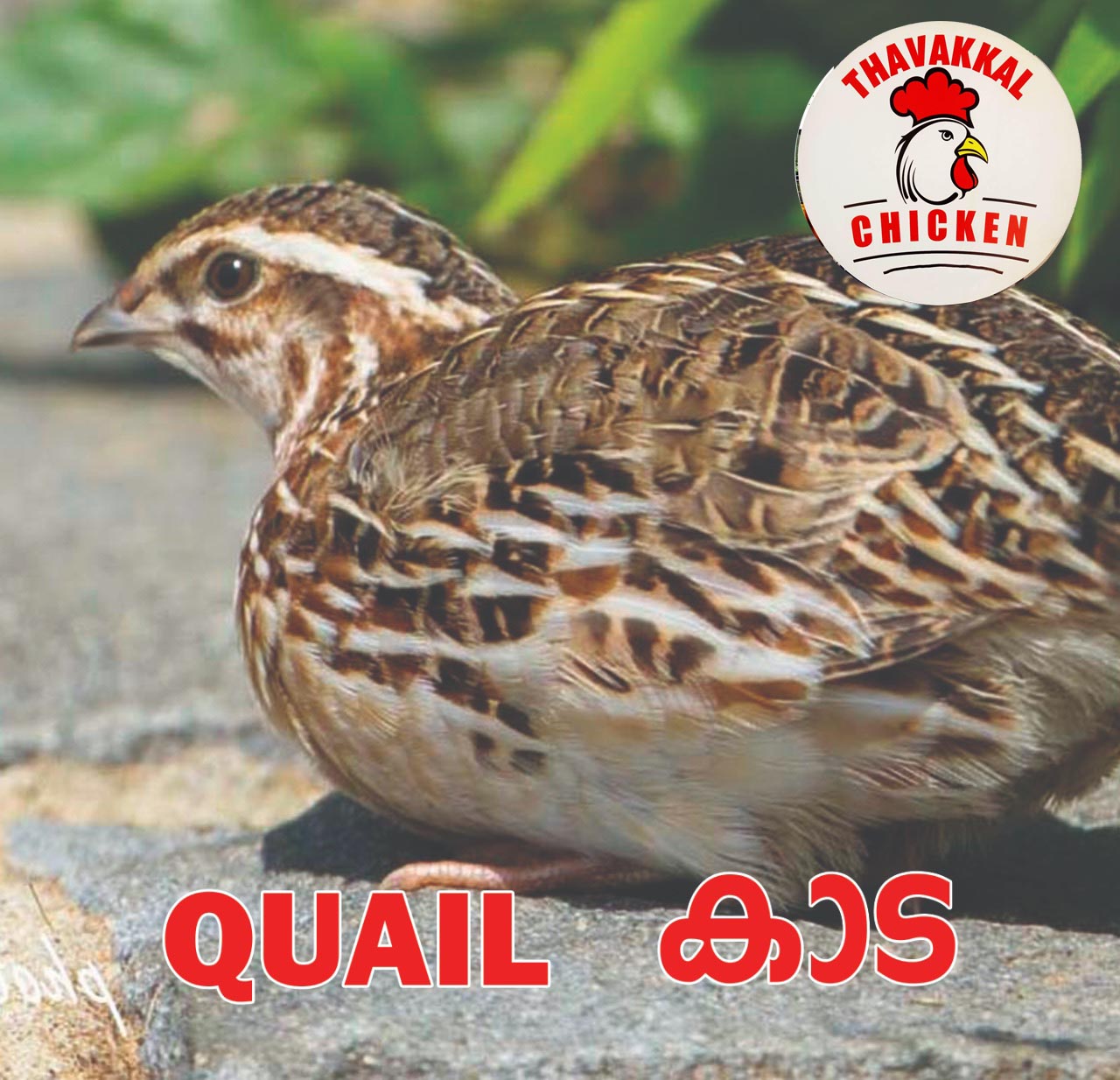 THAVAKKAL CHICKEN